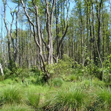 Ferienhaeuser Duenenmeer Villa